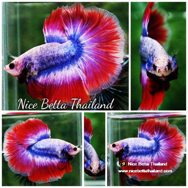 Betta fish HM Mascot Thailand Flag