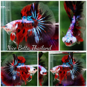 Betta fish OHM Samurai Tiger Halloween