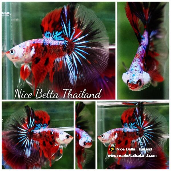 Betta fish OHM Samurai Tiger Halloween