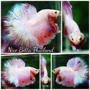 Betta fish OHM Platinum Pink Pony