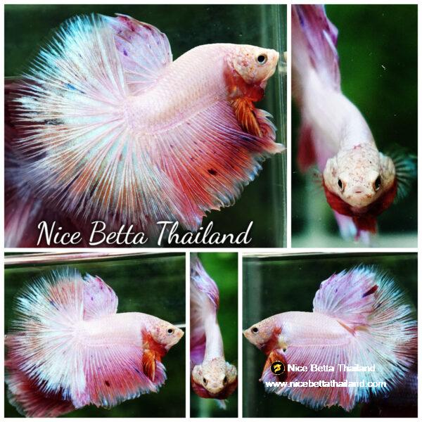 Betta fish OHM Platinum Pink Pony