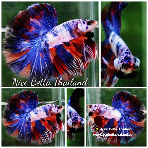 Betta fish HM Magical Multicolor Rainbow Series