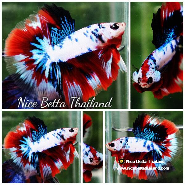 Betta fish HM Fancy Captian America (Comp Grade)