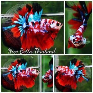 Betta fish OHM Original Classic Koi Galaxy