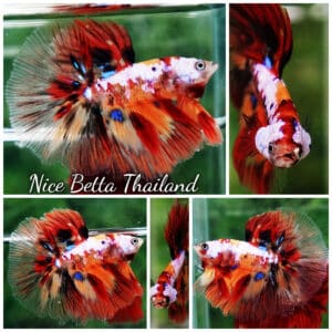 Betta fish HM Multicolor Candy Nemo Yellow Base