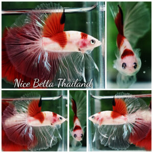 Betta fish OHM Tanjo-Koi