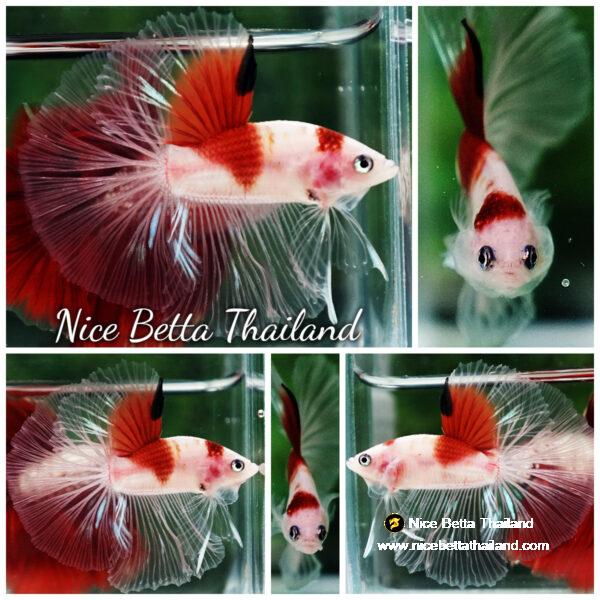 Betta fish OHM Tanjo-Koi