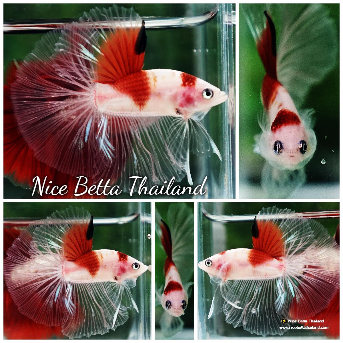Betta fish OHM Tanjo-Koi - nicebettathailand.com