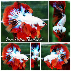 Betta fish HM Multicolor Fire Dragon