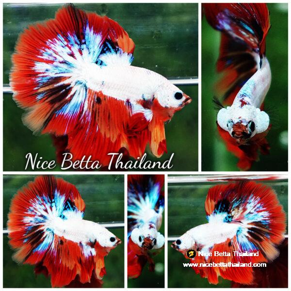 Betta fish HM Multicolor Fire Dragon