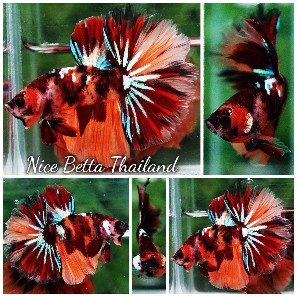 Betta fish OHM Candy Nemo Star Rosetail - nicebettathailand.com