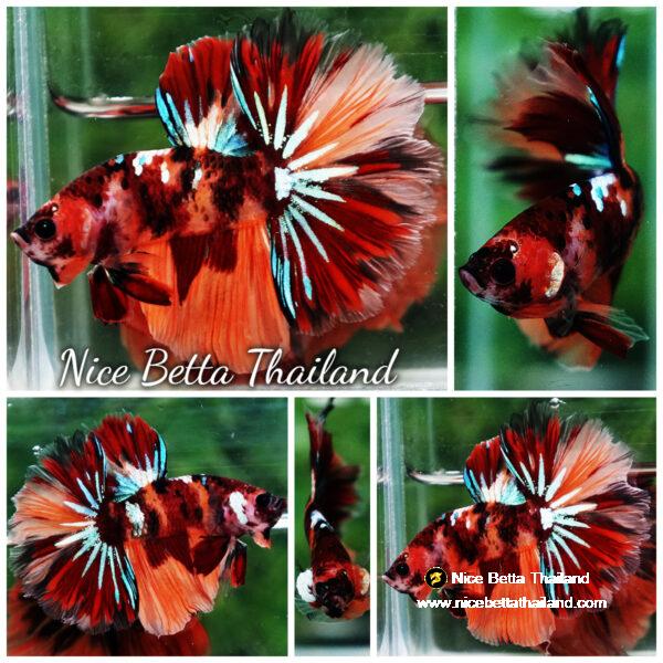 Betta fish OHM Candy Nemo Star Rosetail