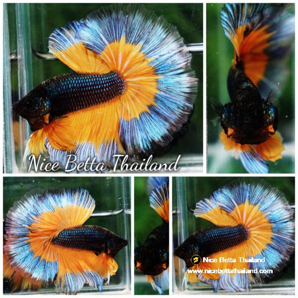 Betta fish OHM Emerald Mustard Gas Butterfly Sky Hawk (Comp grade)