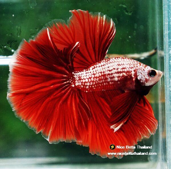 Betta fish OHM Red Gold Dragon Galaxy Sky Hawk