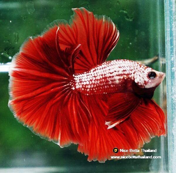 Betta fish OHM Red Gold Dragon Galaxy Sky Hawk