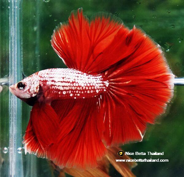 Betta fish OHM Red Gold Dragon Galaxy Sky Hawk