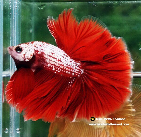 Betta fish OHM Red Gold Dragon Galaxy Sky Hawk