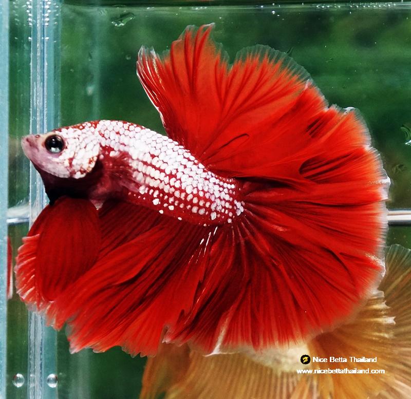 Betta fish OHM Red Gold Dragon Galaxy Sky Hawk