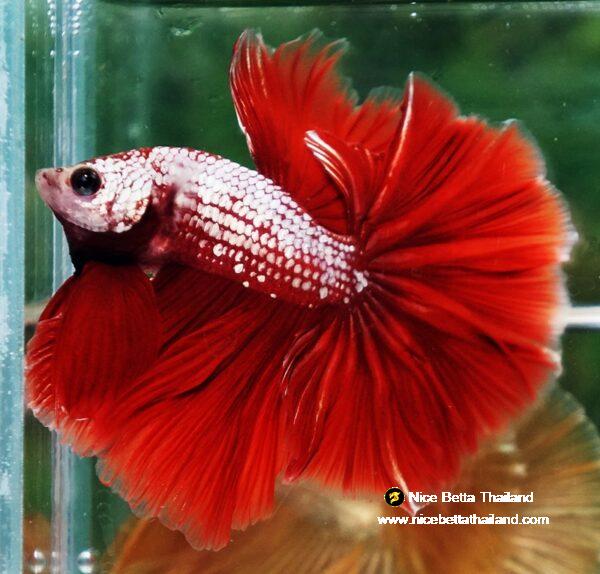 Betta fish OHM Red Gold Dragon Galaxy Sky Hawk