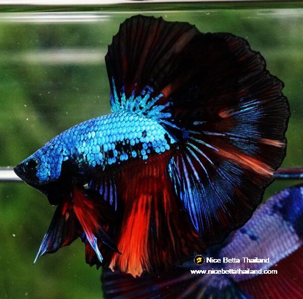 Betta fish OHM Peacock Multicolor Gas - Image 3