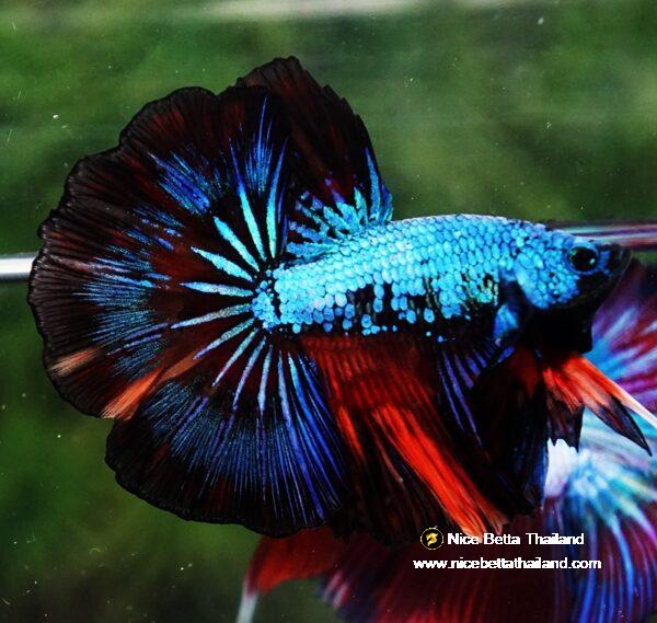 Betta fish OHM Peacock Multicolor Gas - Image 4
