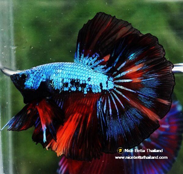 Betta fish OHM Peacock Multicolor Gas - Image 5