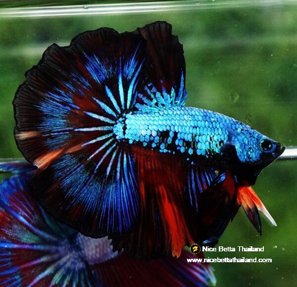 Betta fish OHM Peacock Multicolor Gas - Image 6