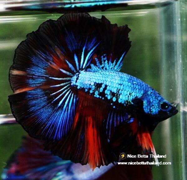 Betta fish OHM Peacock Multicolor Gas - Image 2