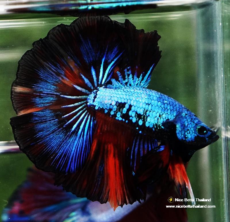 Betta fish OHM Peacock Multicolor Gas