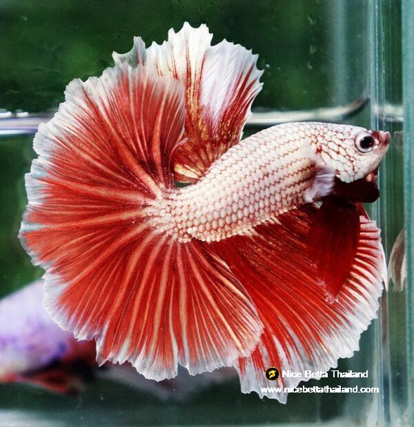Betta fish OHM Meleys Dragon Sky Hawk - Image 4