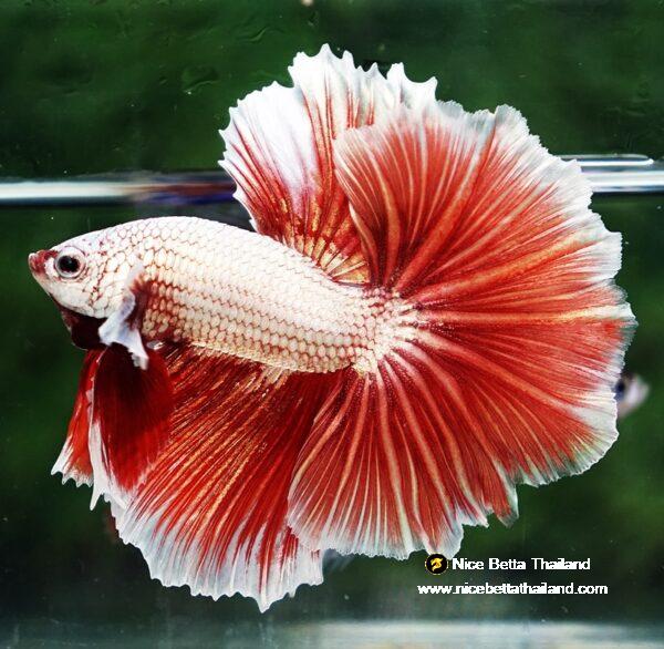 Betta fish OHM Meleys Dragon Sky Hawk - Image 3