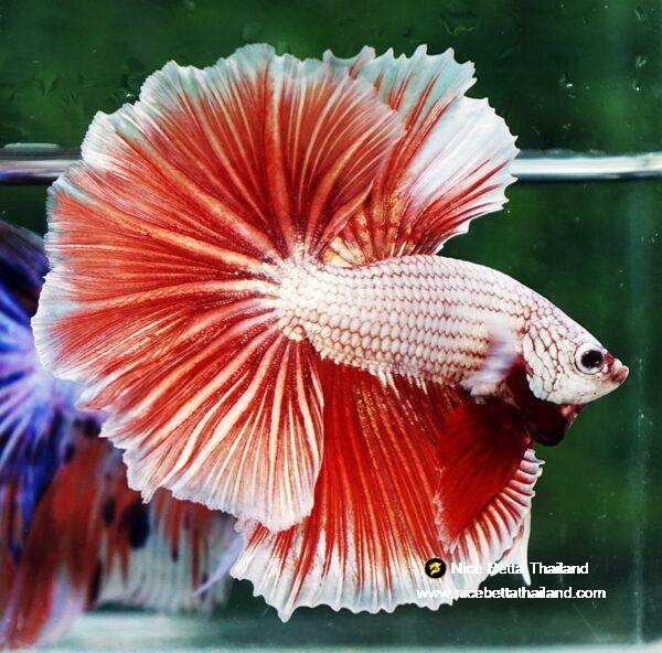 Betta fish OHM Meleys Dragon Sky Hawk - Image 6