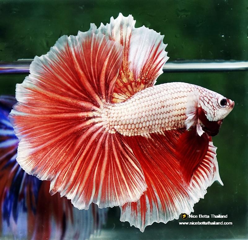 Betta fish OHM Meleys Dragon Sky Hawk