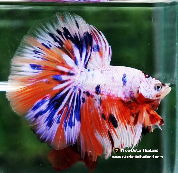Betta fish HM Multicolor Ice Rain Sword - Image 4