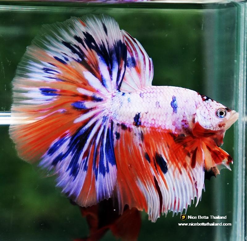 Betta fish HM Multicolor Ice Rain Sword