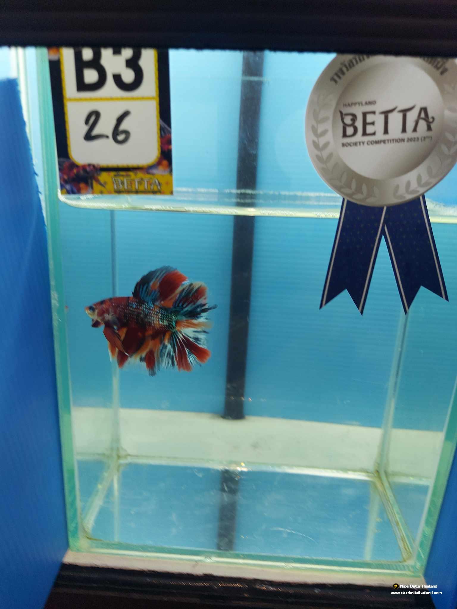 Betta fish Winner 2ND Competition DTHM Multicolor Emerald 