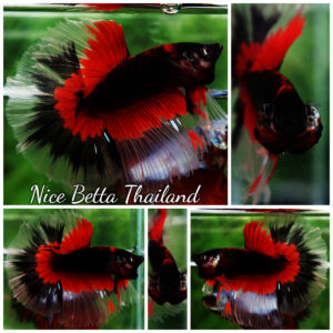 Betta fish HM Red Eye Vampire Warior Buterfly