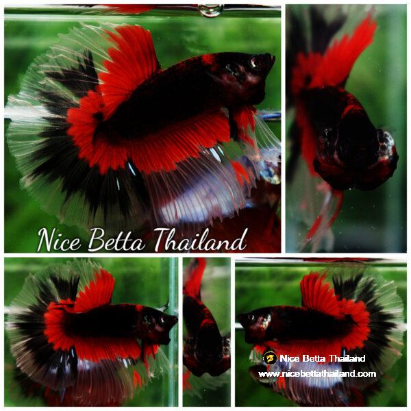 Betta fish HM Red Eye Vampire Warior Buterfly