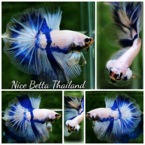 Betta fish OHM Blue Posidon