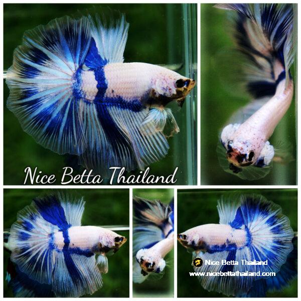 Betta fish OHM Blue Posidon