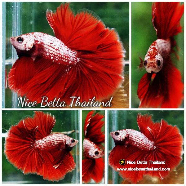 Betta fish OHM Red Gold Dragon Galaxy Sky Hawk