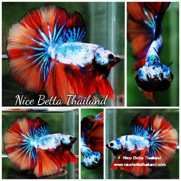 Betta fish OHM Multicolor Rainbow Dragon