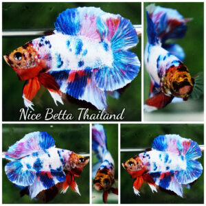 Betta fish DTPK Magical Marble Tiger Head