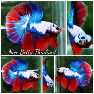 Betta fish HM Fancy Catain America