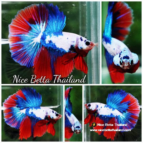 Betta fish HM Fancy Catain America