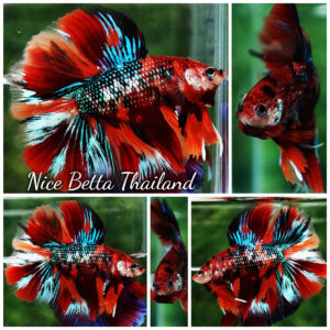 Betta fish Winner 2ND Competition DTHM Multicolor Emerald