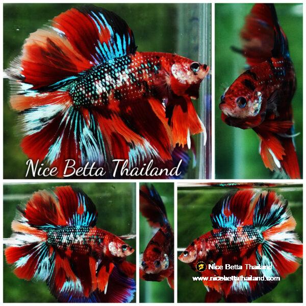 Betta fish Winner 2ND Competition DTHM Multicolor Emerald