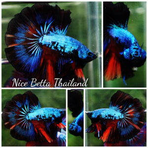 Betta fish OHM Peacock Multicolor Gas