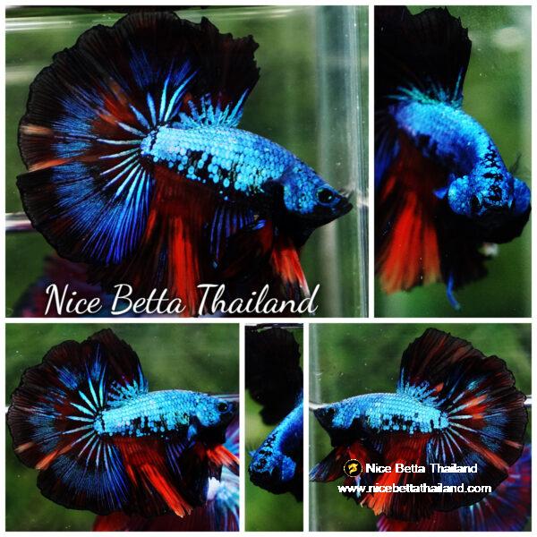 Betta fish OHM Peacock Multicolor Gas