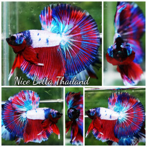 Betta fish OHM Magical Pink Blue Series